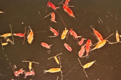 Live and Dead Copepods
