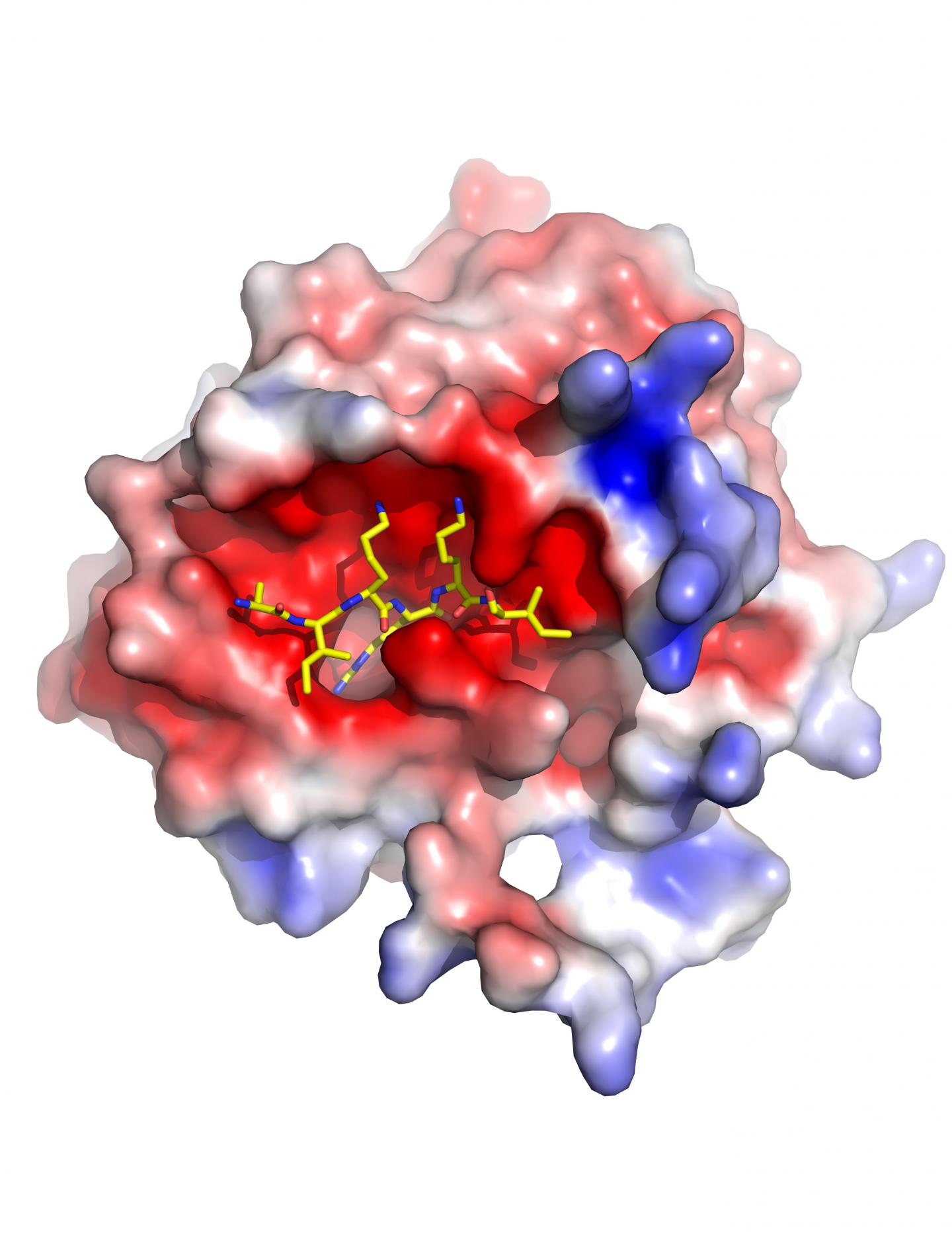 APC in Hemophilia