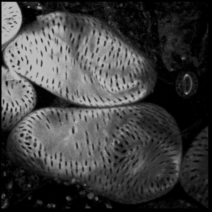 Plant Leaf Cells