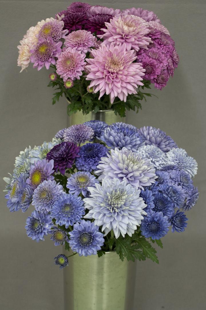 Genetic Engineering Turns Chrysanthemums 'True Blue' (3 of 11)