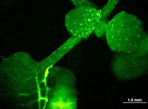 Calcium waves move through an Arabidopsis plant being attacked by a caterpillar