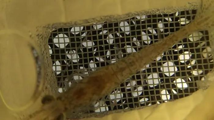 Shrimp Feeding Under Simulated Microgravity Using a High-Speed Clinostat