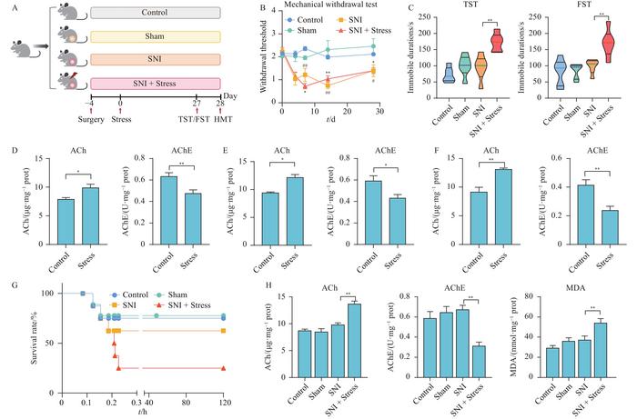 Depression significantly amplifies the neurotoxicity induced by G. elegans aqueous extract, gelsemine, or HMT