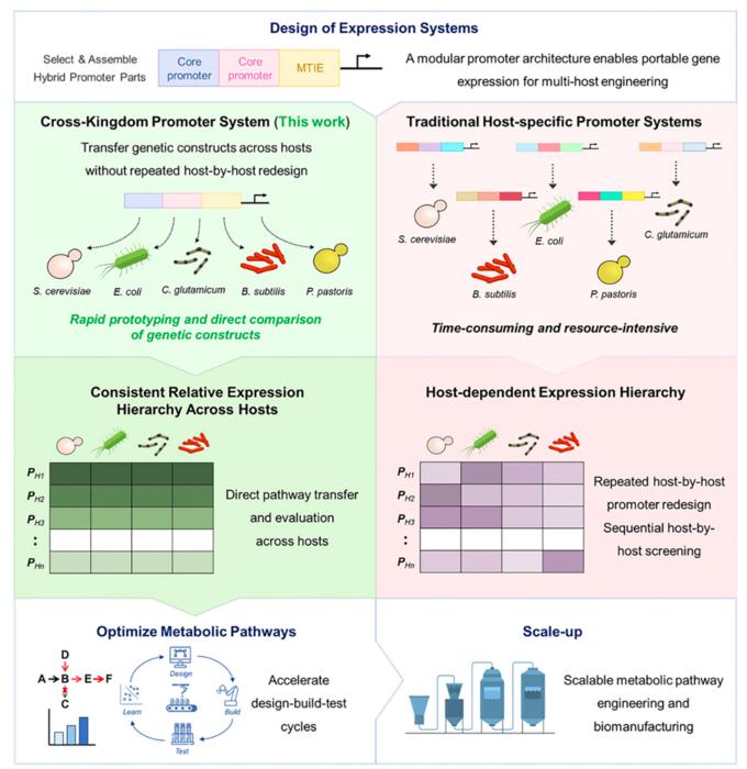 KAIST Develops a Genetic Switch That Works in Both Bacteria and Yeast