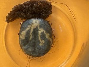 Asian longhorned tick with eggs
