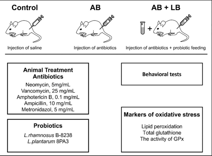 Graphical abstract
