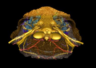 Fossil Fish <i>Romundina</i>