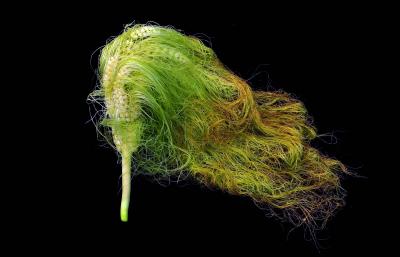 A Mutant of Maize