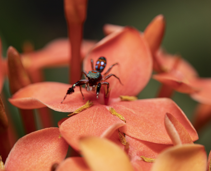 Siler collingwoodi, an ant-mimicking spider.
