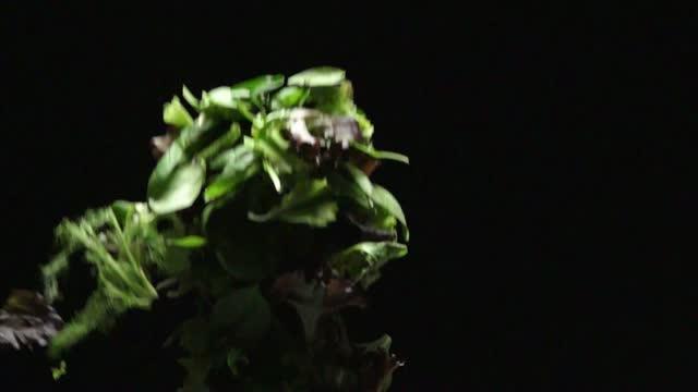 Leaf Development
