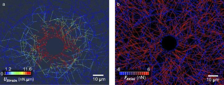 Model of ECM Fibers