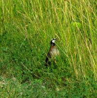 Northern Bobwhite Quail