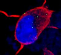 Toxic RNA Foci in C9ORF72 iPS Neurons (Without Arrows)