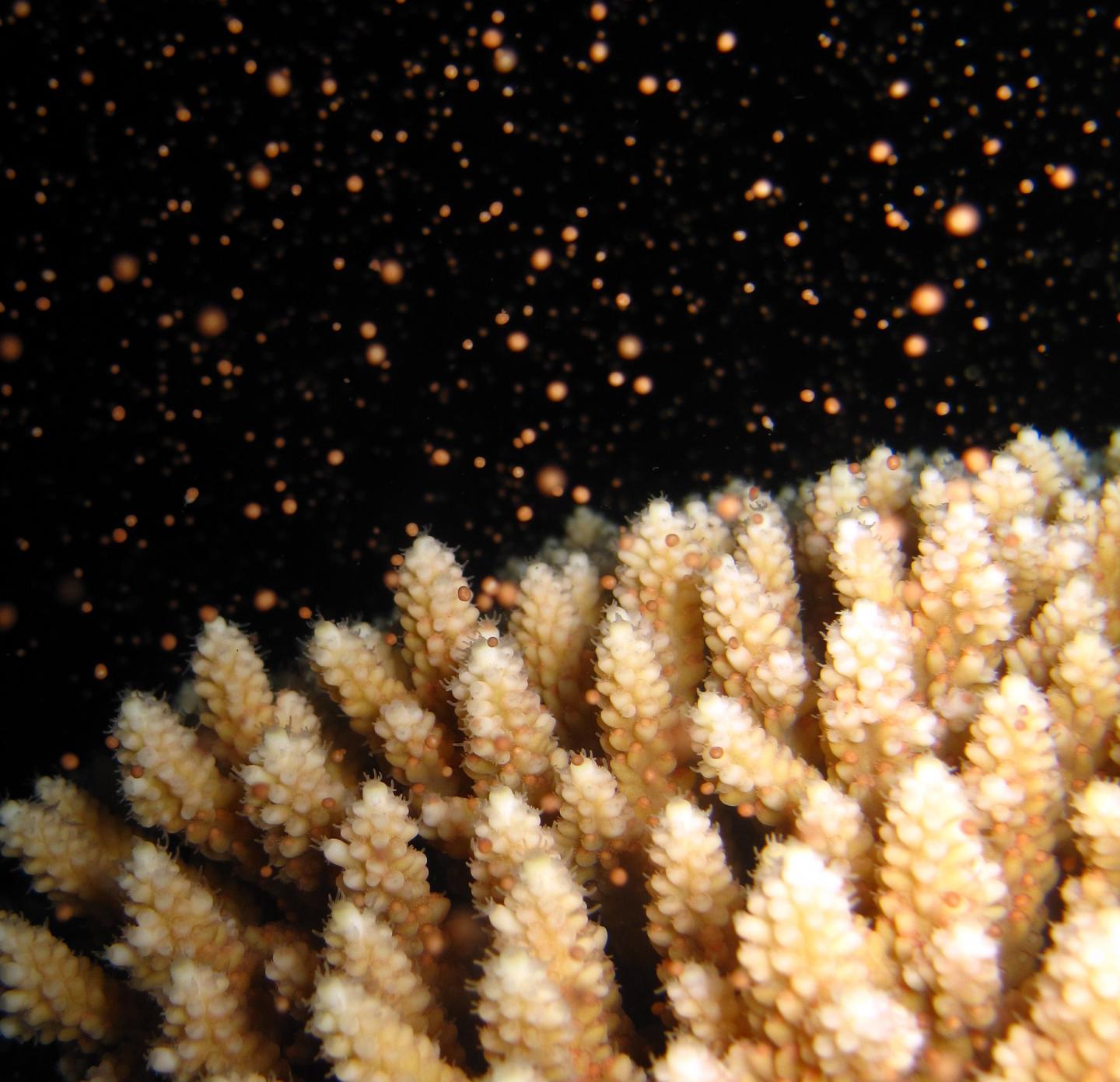 Spawning <i>Acropora</i> Colony