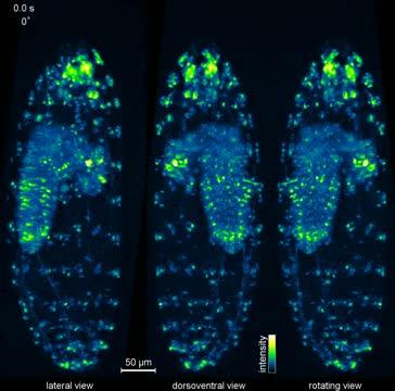 IsoView Microscope Imaging of Entire <i>Drosophila</i> Larva