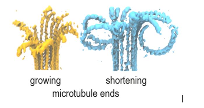 Cellular scaffolding secrets unlocked