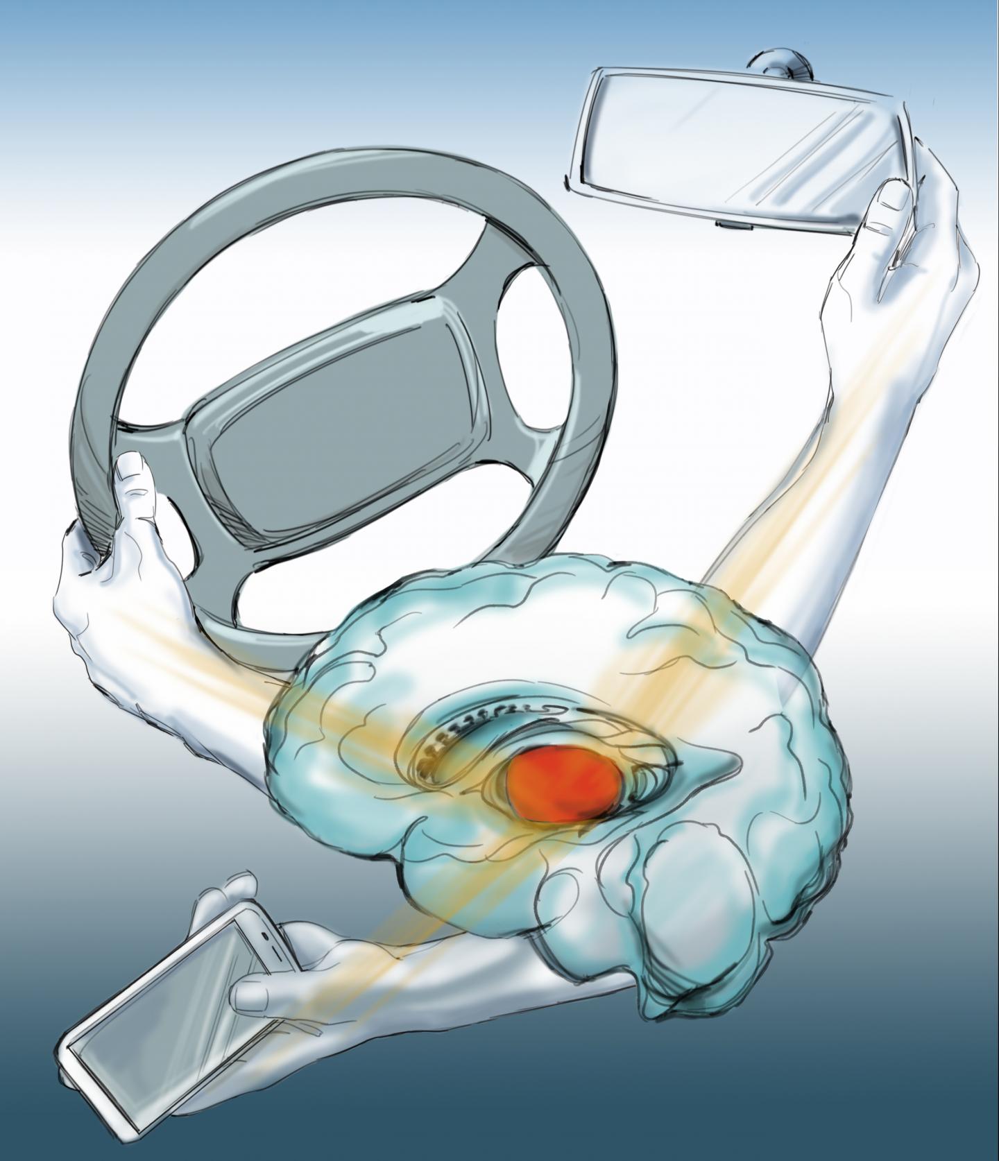The Brain's Attentional Spotlight