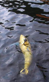 BIOSwimmer™ in the Water