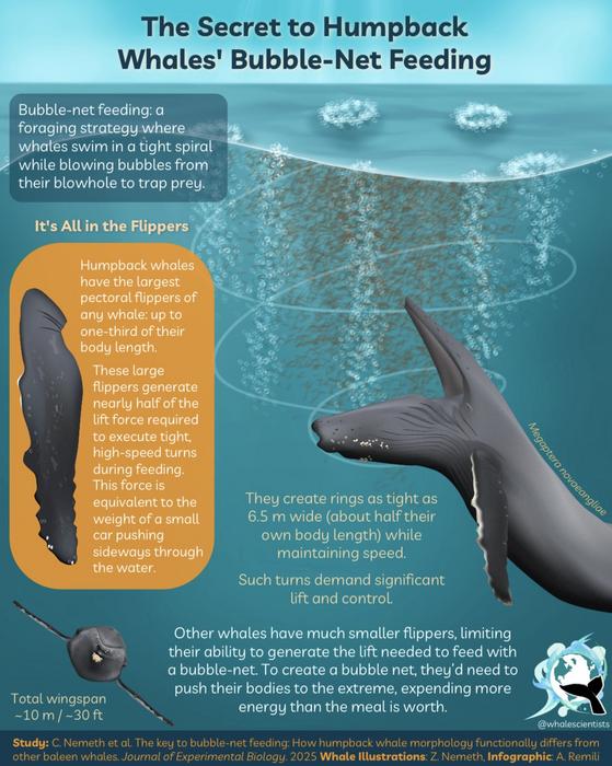 Graphic illustration on bubble-net feeding