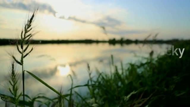 Duck Migration Study Reveals Importance of Conserving Wetlands, MU Researchers Find