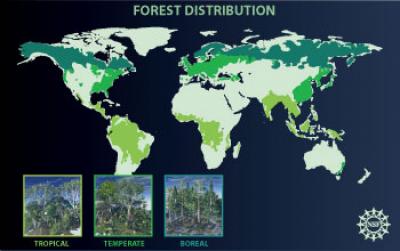 If a Tree Falls in the Forest, and No One Is Around to Hear It, Does Climate Change? (1 of 2)