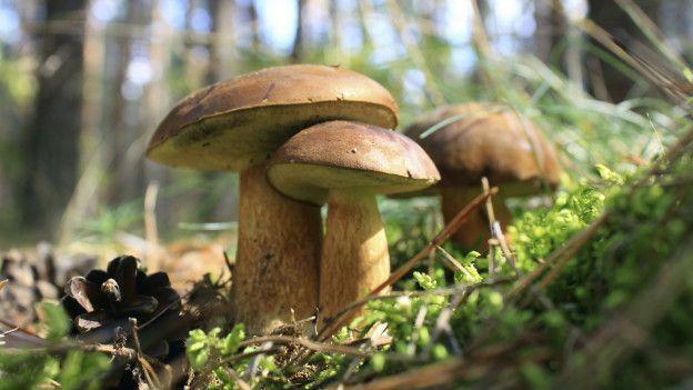 Fungi
