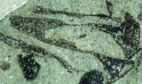 <i>Cooksonia pertoni</i> Perton Lane