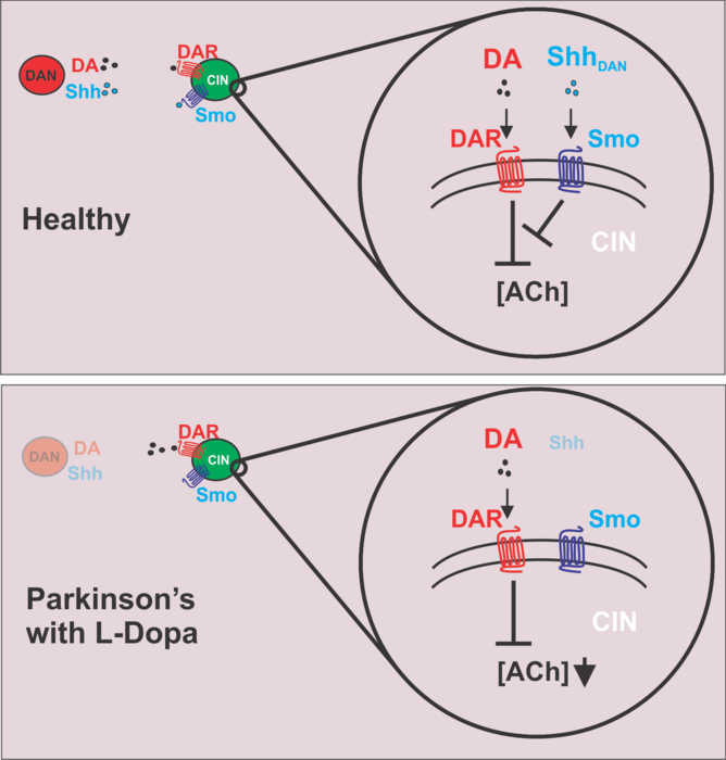 Sonic Hedgehog Protein Pathway Stimulation
