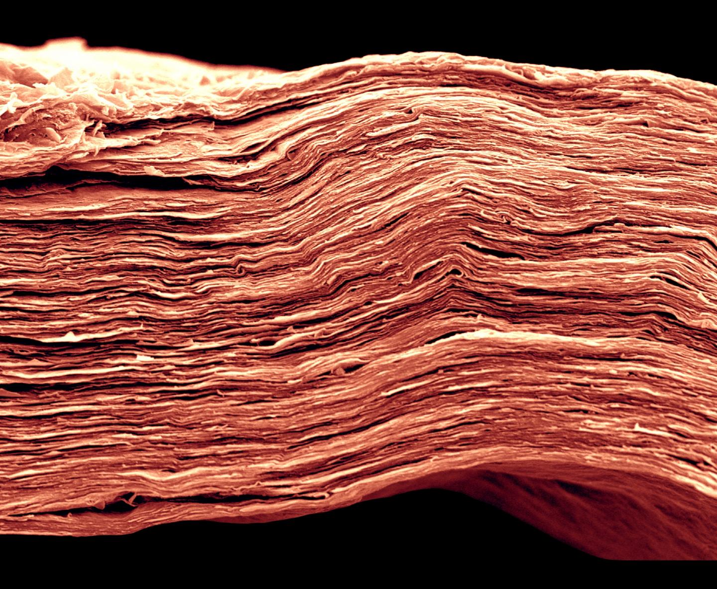 MXene Electrode