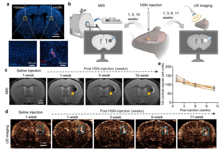 In vivo HSN lifetime test using fluorescence, MRI, and ultrasound imaging.