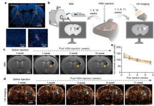 In vivo HSN lifetime test using fluorescence, MRI, and ultrasound imaging.