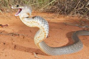 An Eastern Brown Snake (Pseudonaja textilis).