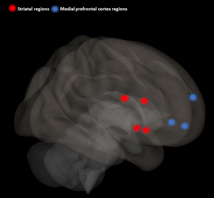 Brain Regions