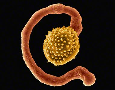 Growth of Pollen Tube Depends on Control of Hydration
