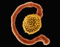 Growth of Pollen Tube Depends on Control of Hydration