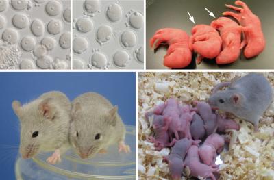 Working Mouse Eggs Made From Stem Cells (4 of 4)