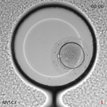 8-Cell Stage Video