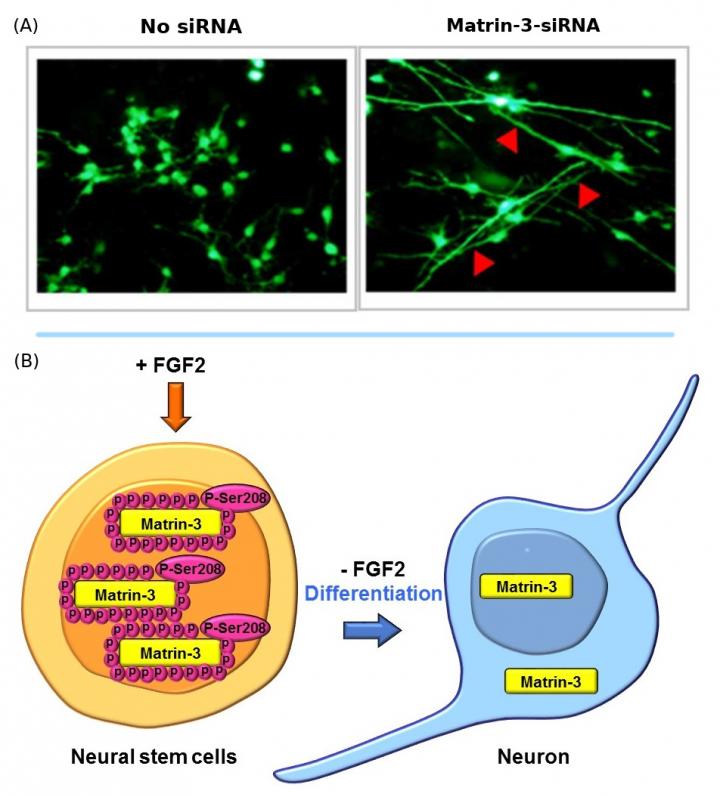 Matrin-3 Levels Determine whether a Neural Stem Cell Remains a Stem Cell or Differentiates into a Ne