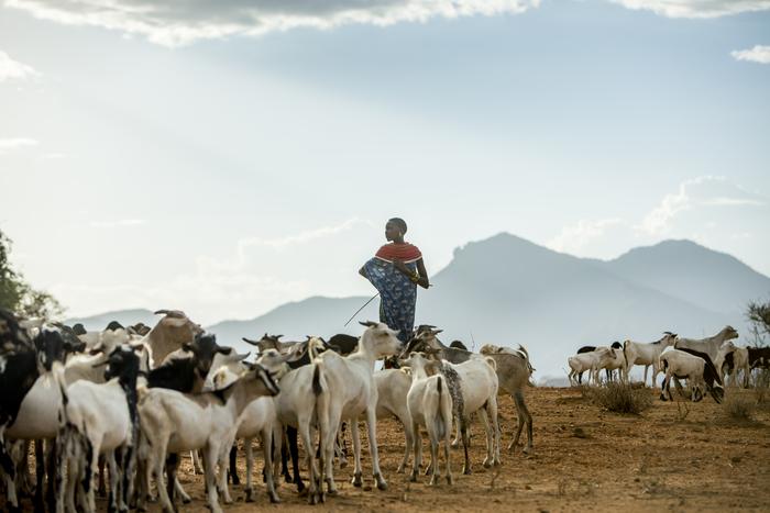 Pastoralist Naltwasha Leripe with her goat herd