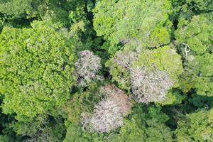 Multiple trees damaged by lightning - tree top view