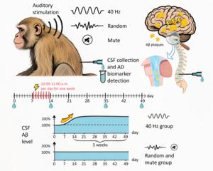 40Hz auditory stimulation specifically caused a significant increase of over 200% in Aβ42 and Aβ40 protein levels in the CSF of aged monkeys, which persisted for more than 5 weeks
