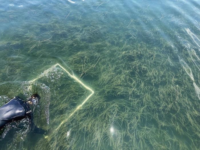 Bay Scallop Survey