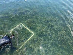 Bay Scallop Survey