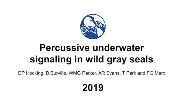 Wild Grey Seal Clapping Video