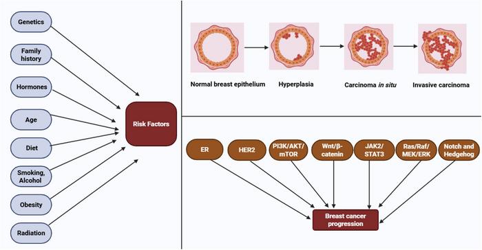 Overview of breast cancer initiation and progression.