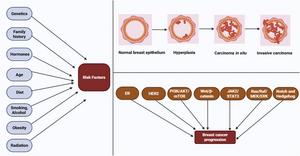 Overview of breast cancer initiation and progression.
