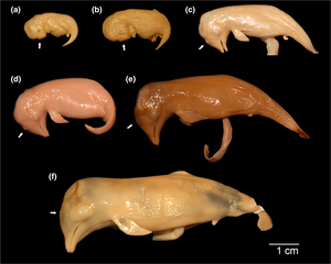 study specimens