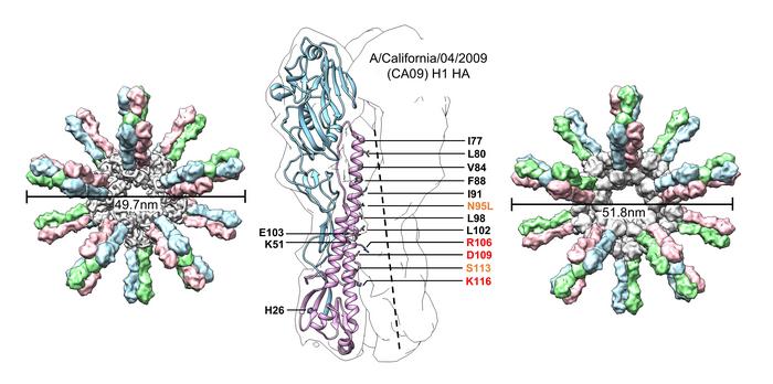 Influenza HA Trimer and Nanoparticles
