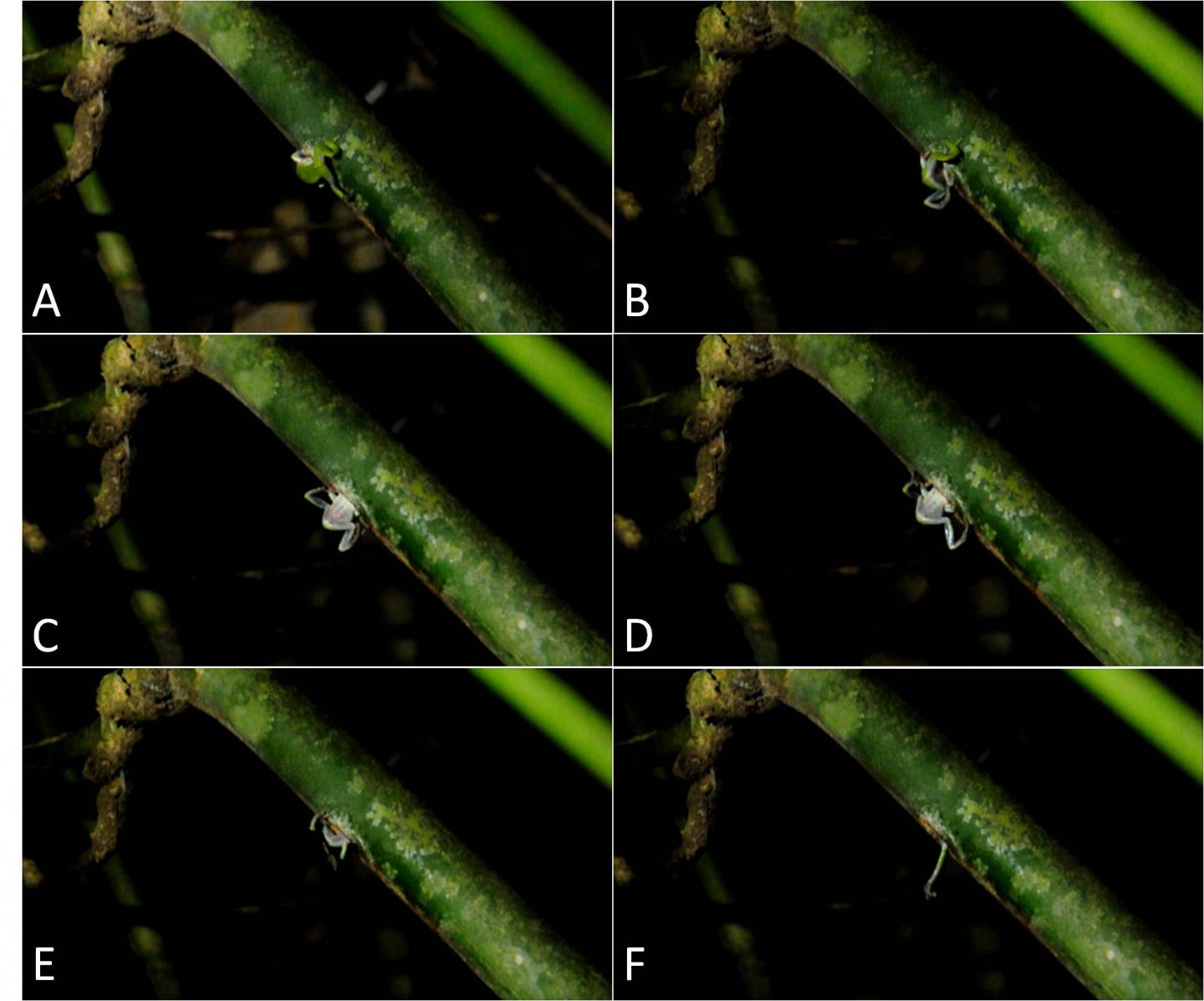 <i>Raorchestes chalazodes</i> with Flute Bamboo