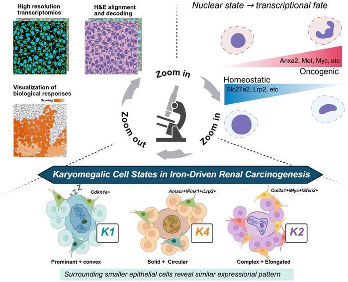 Spatial transcriptomics